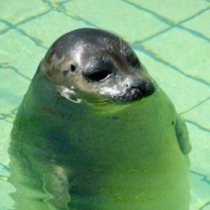 Meet your Posher, Clay